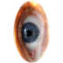 Dwij-icon Be a Dwij